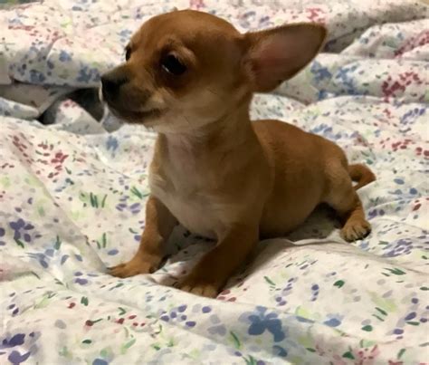 Chihuahua mix pups · Lind · 12/13 pic. . Craigslist tacoma wa pets